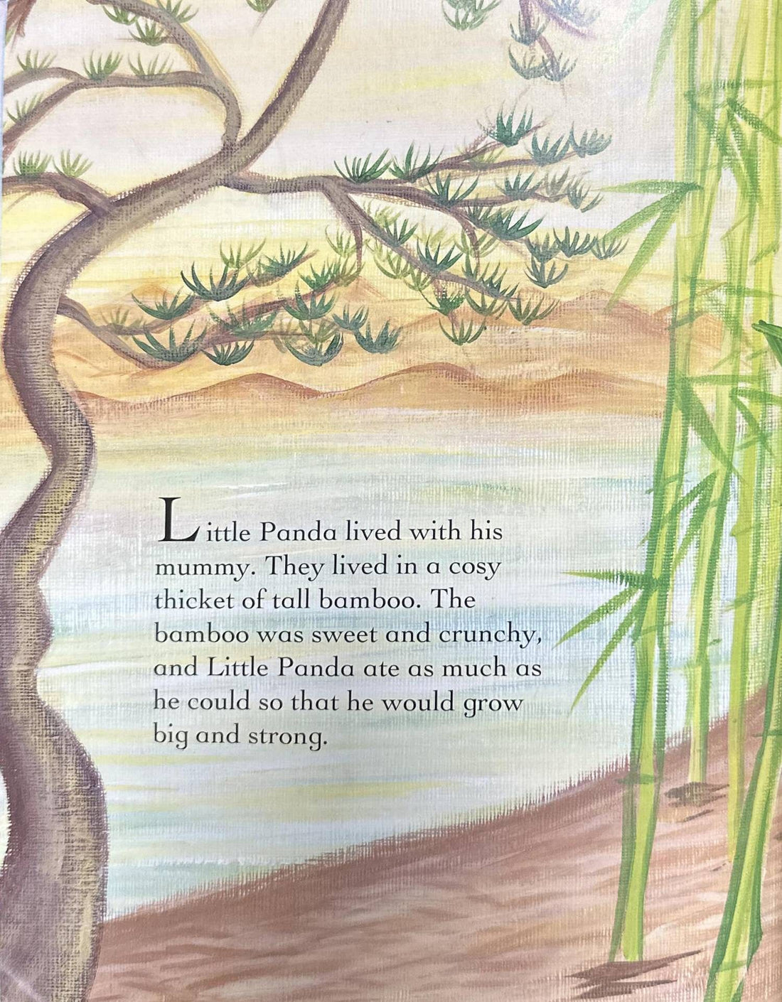 Lucky Bamboo
