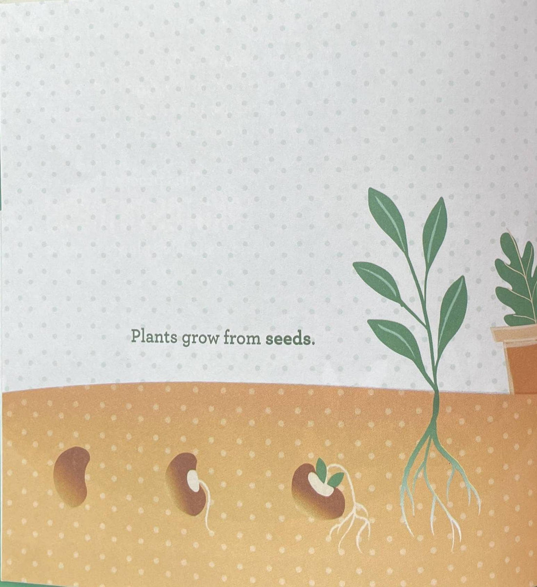 Photosynthesis for Smartypants