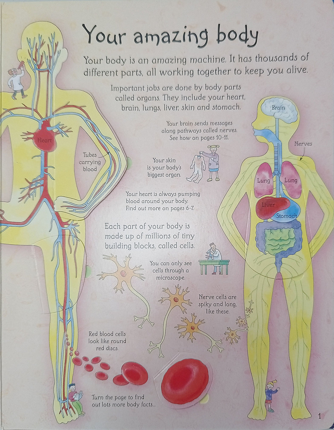 Usborne Flap Books: See Inside Your Body