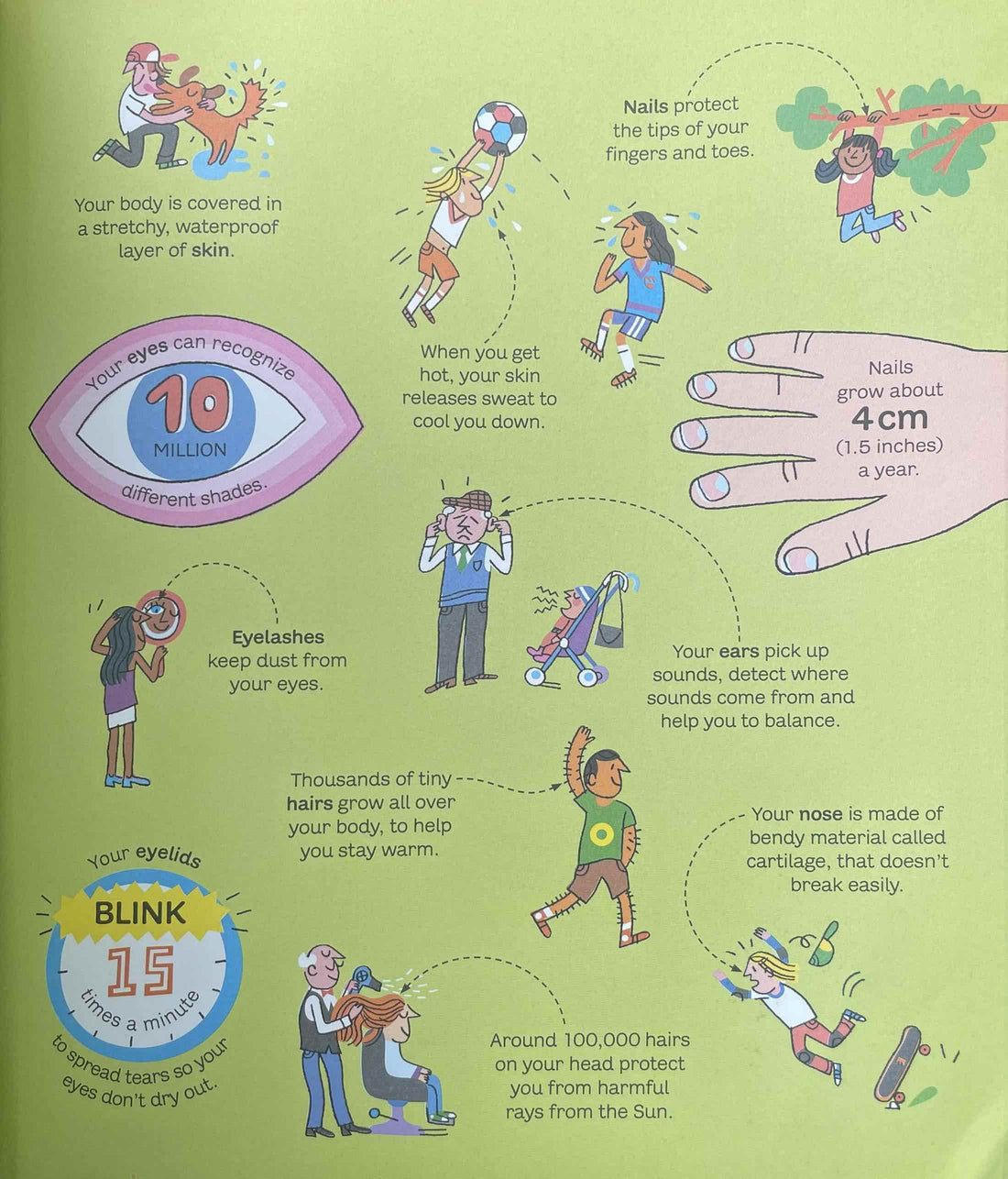 The Usborne Big Book: The Usborne Big Book of the Body