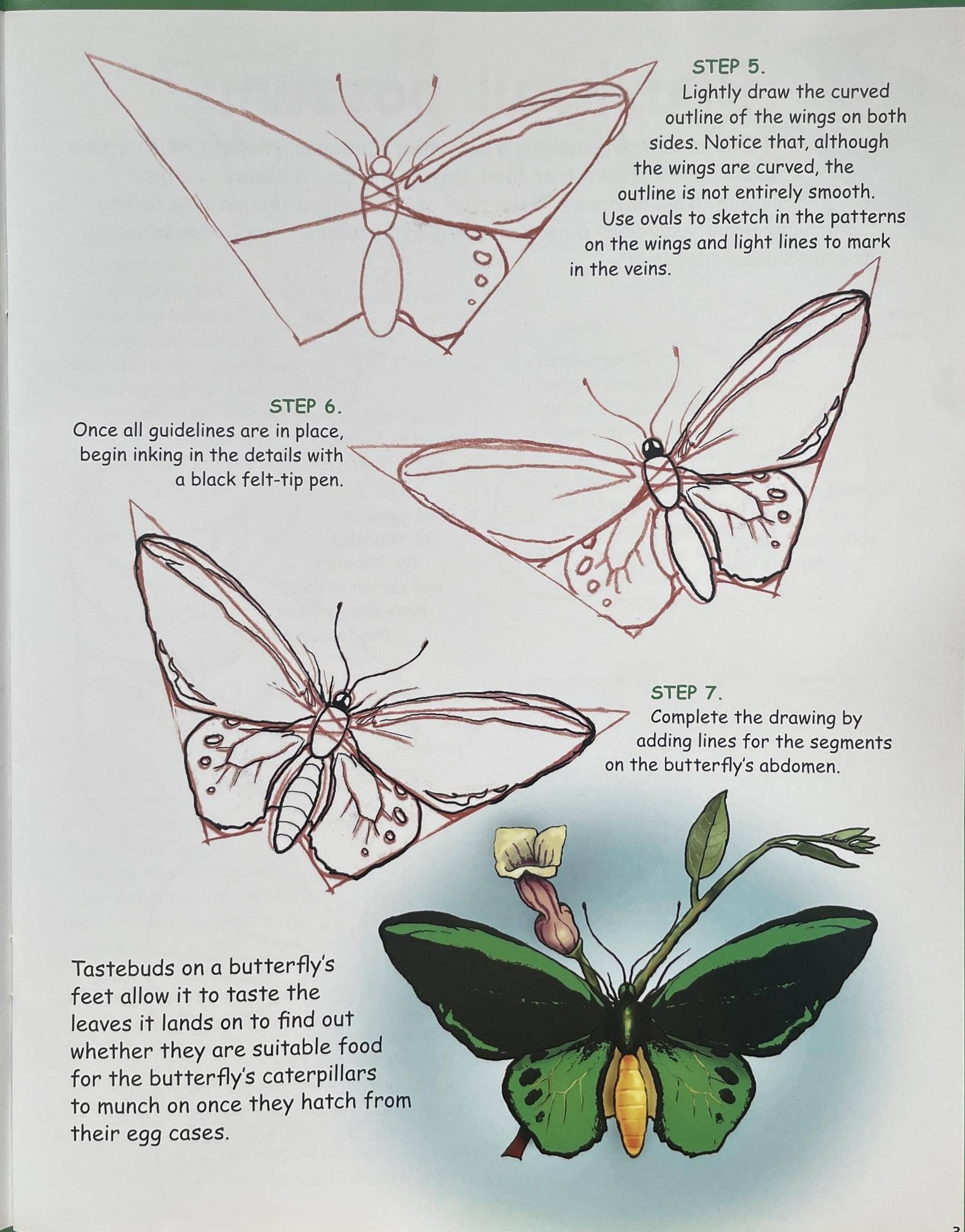 How to Draw Australian Wildlife - Neown