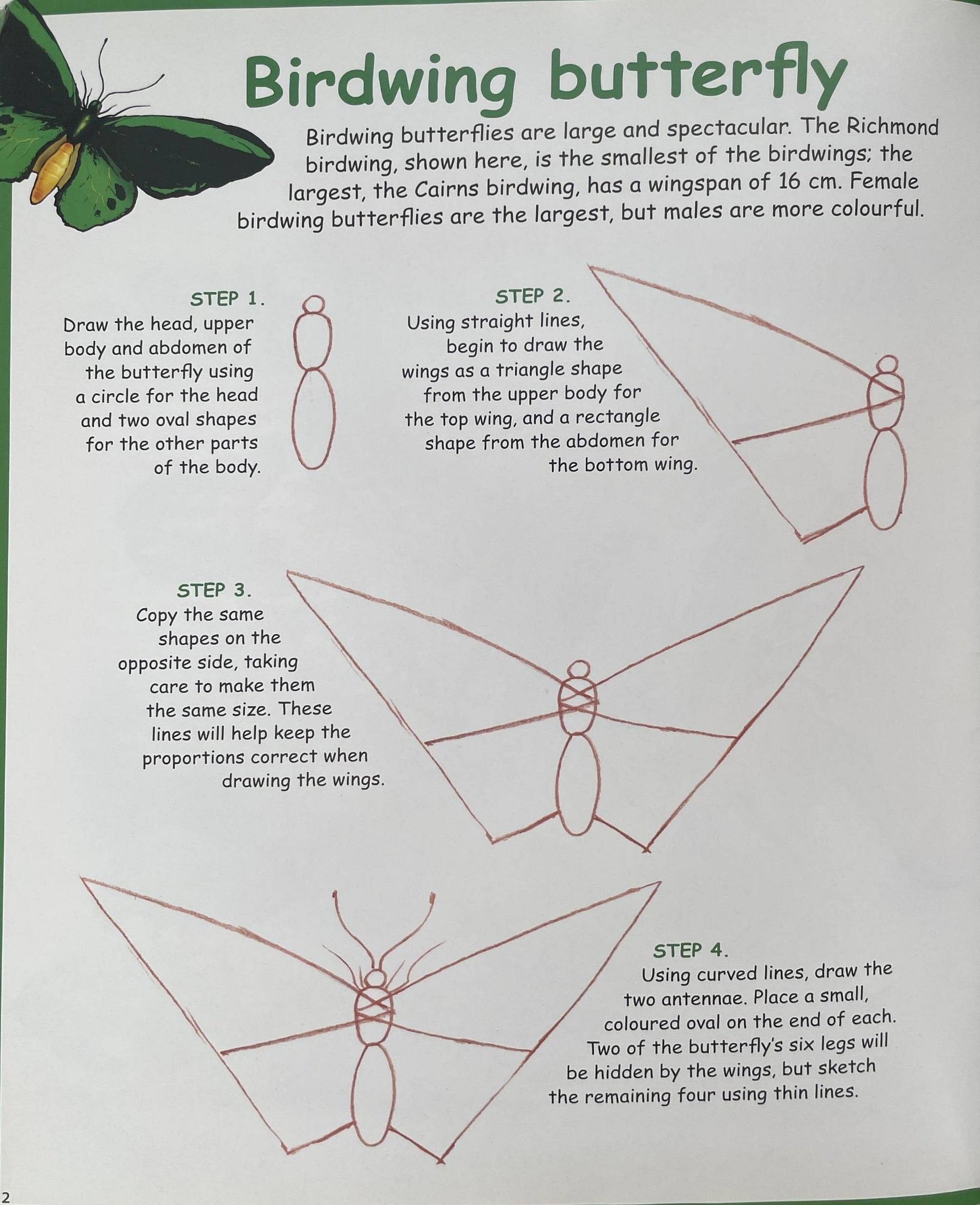How to Draw Australian Wildlife - Neown