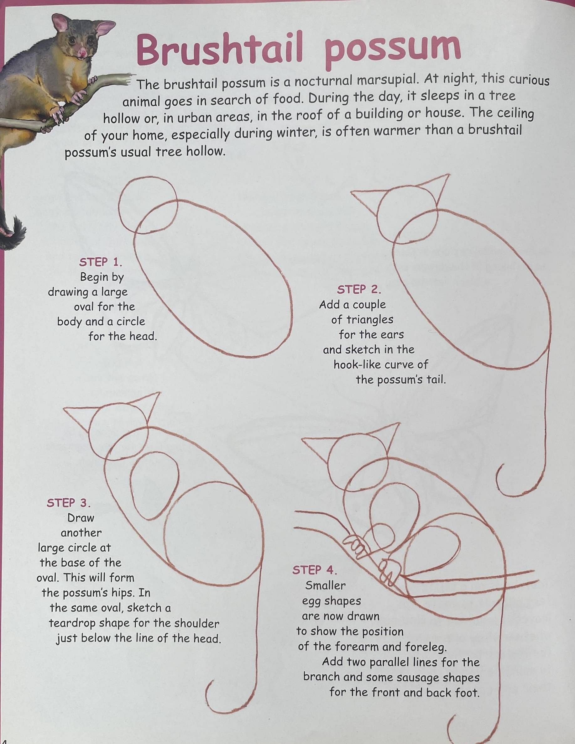 How to Draw Australian Wildlife - Neown