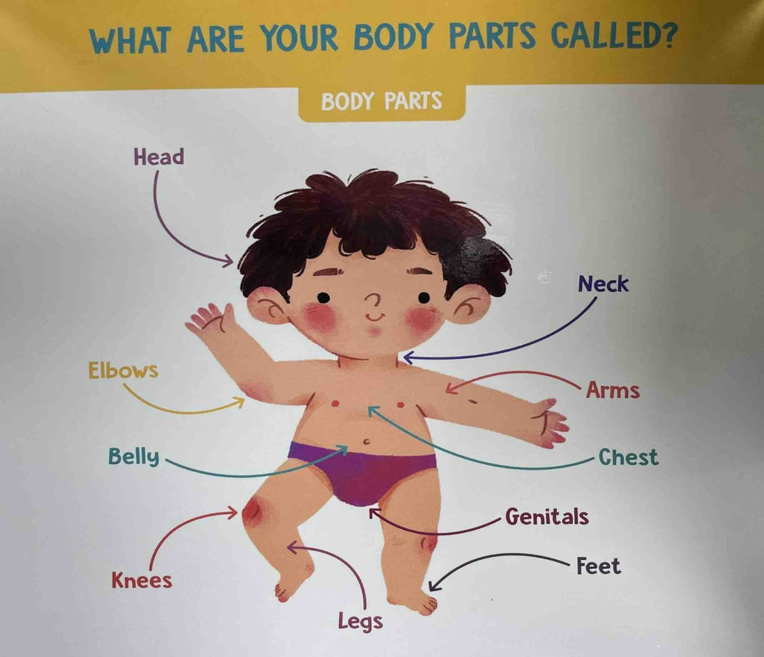 My Body (Visual Dictionary)
