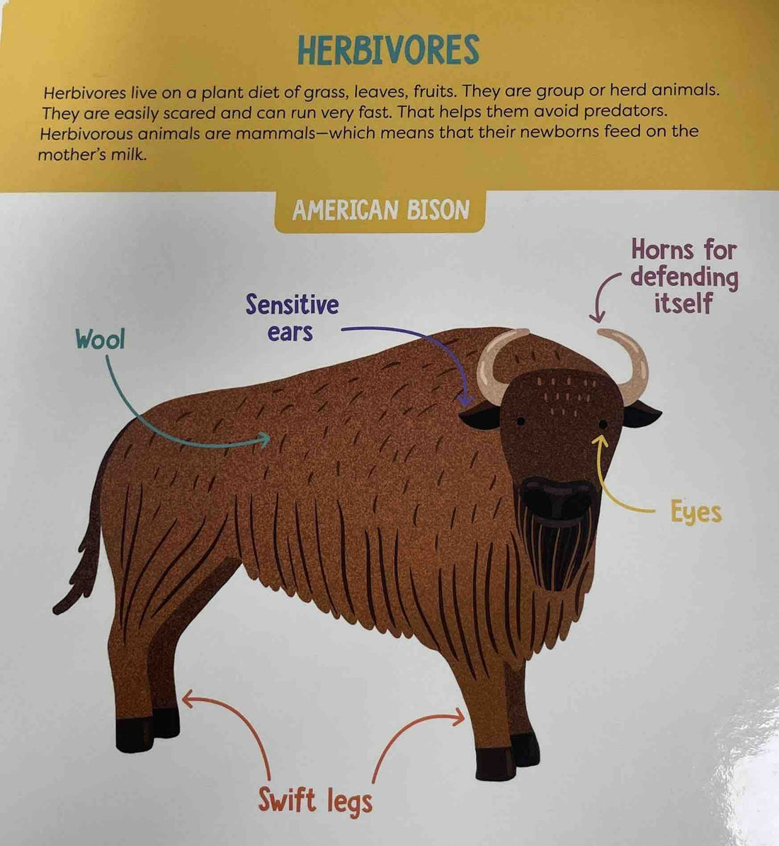 Animals (Visual Dictionary)