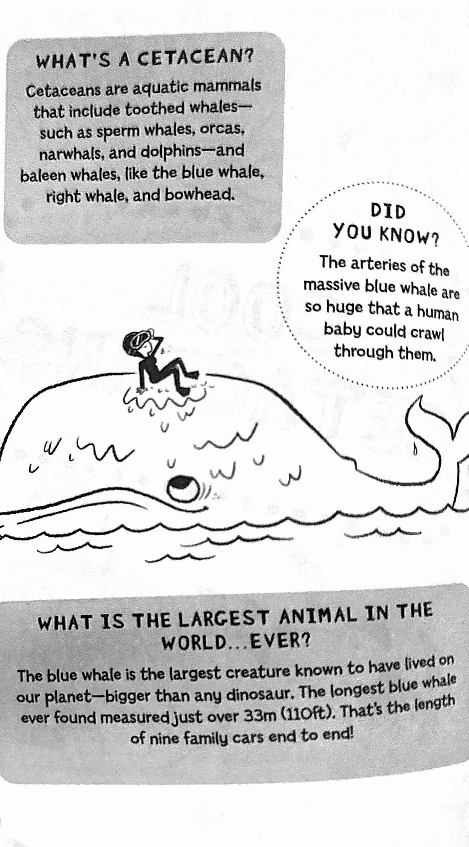 Why Don't Sharks Have Bones?