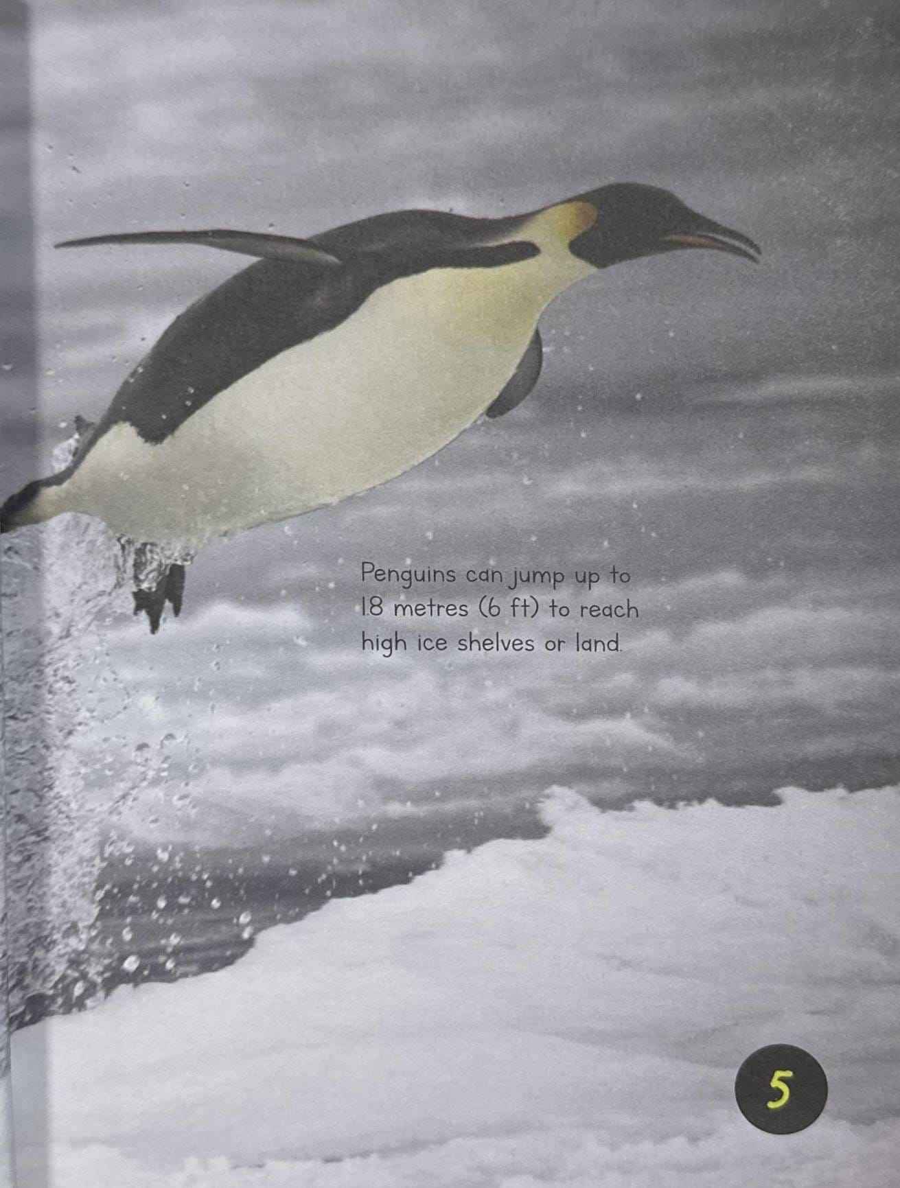 Penguins (Introduction to Nature)
