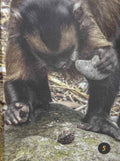 Primates (Introduction to Nature)