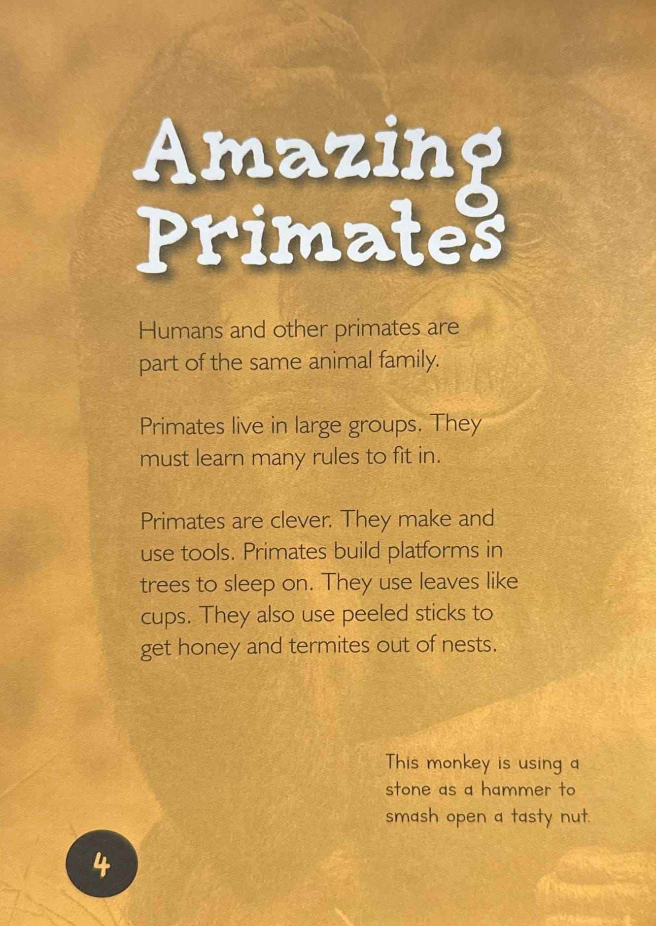 Primates (Introduction to Nature)