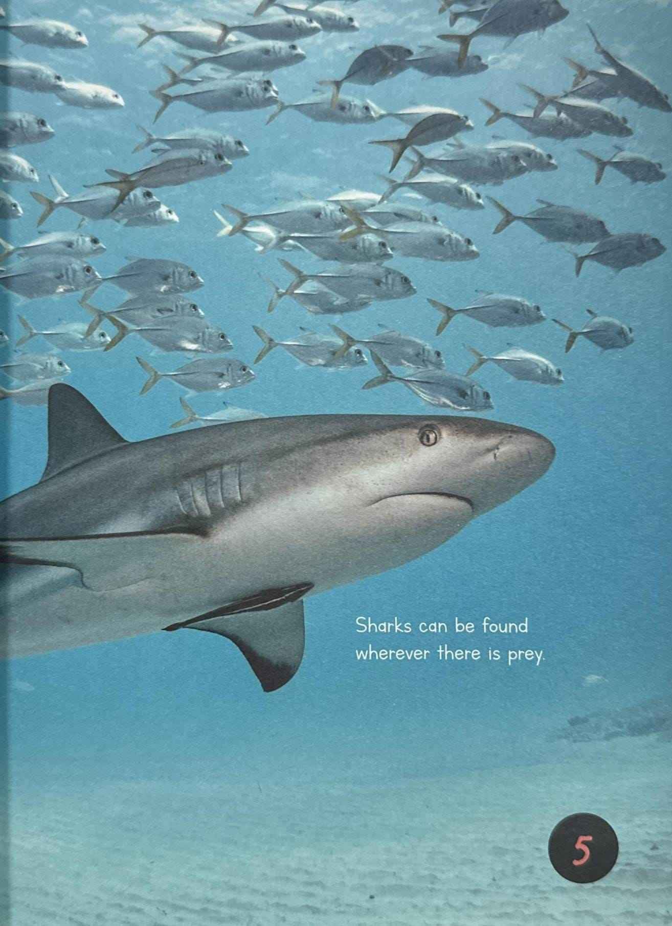 Sharks (Introduction to Nature)