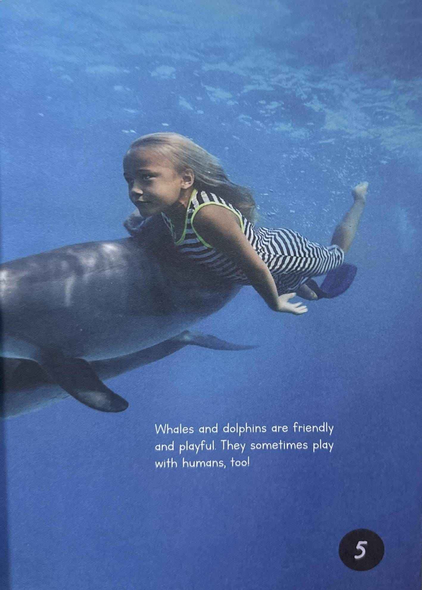 Whales and Dolphins (Introduction to Nature)