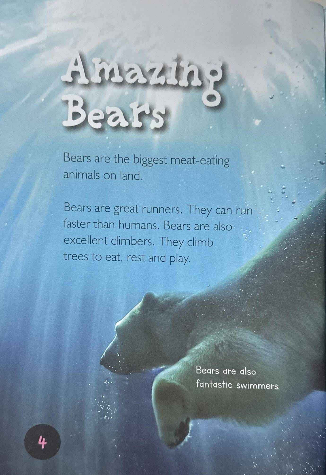 Bears (Introduction to Nature)