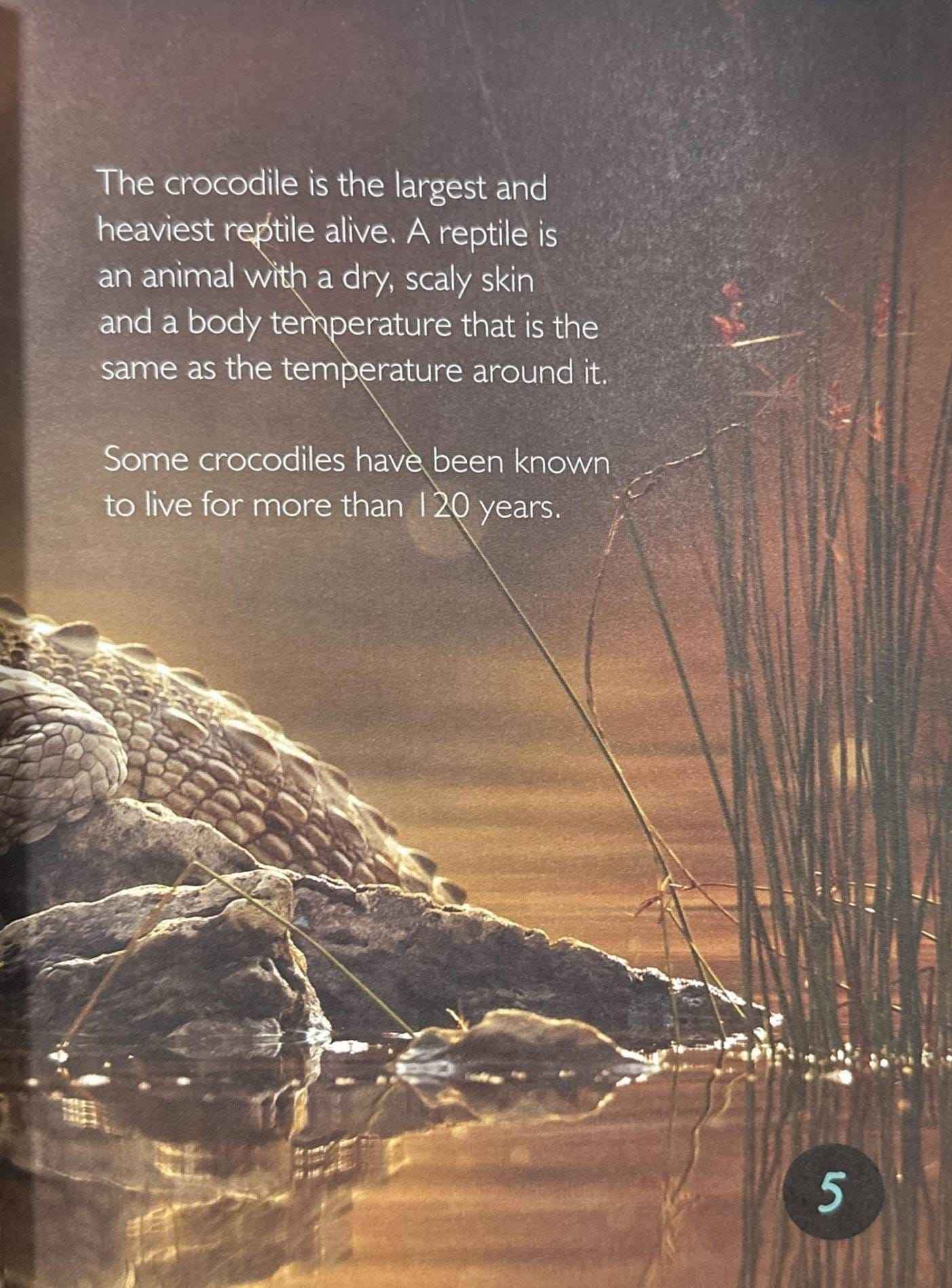 Crocodiles and Alligators (Introduction to Nature)