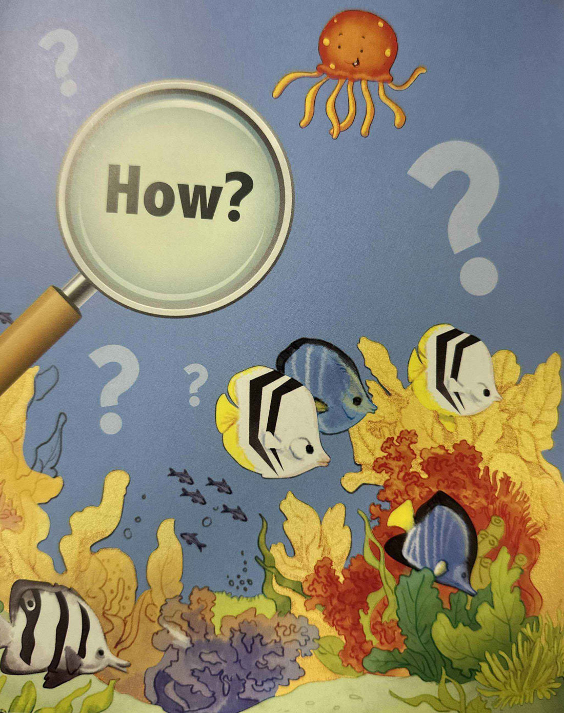 Amazing Questions & Answers: Seas & Oceans
