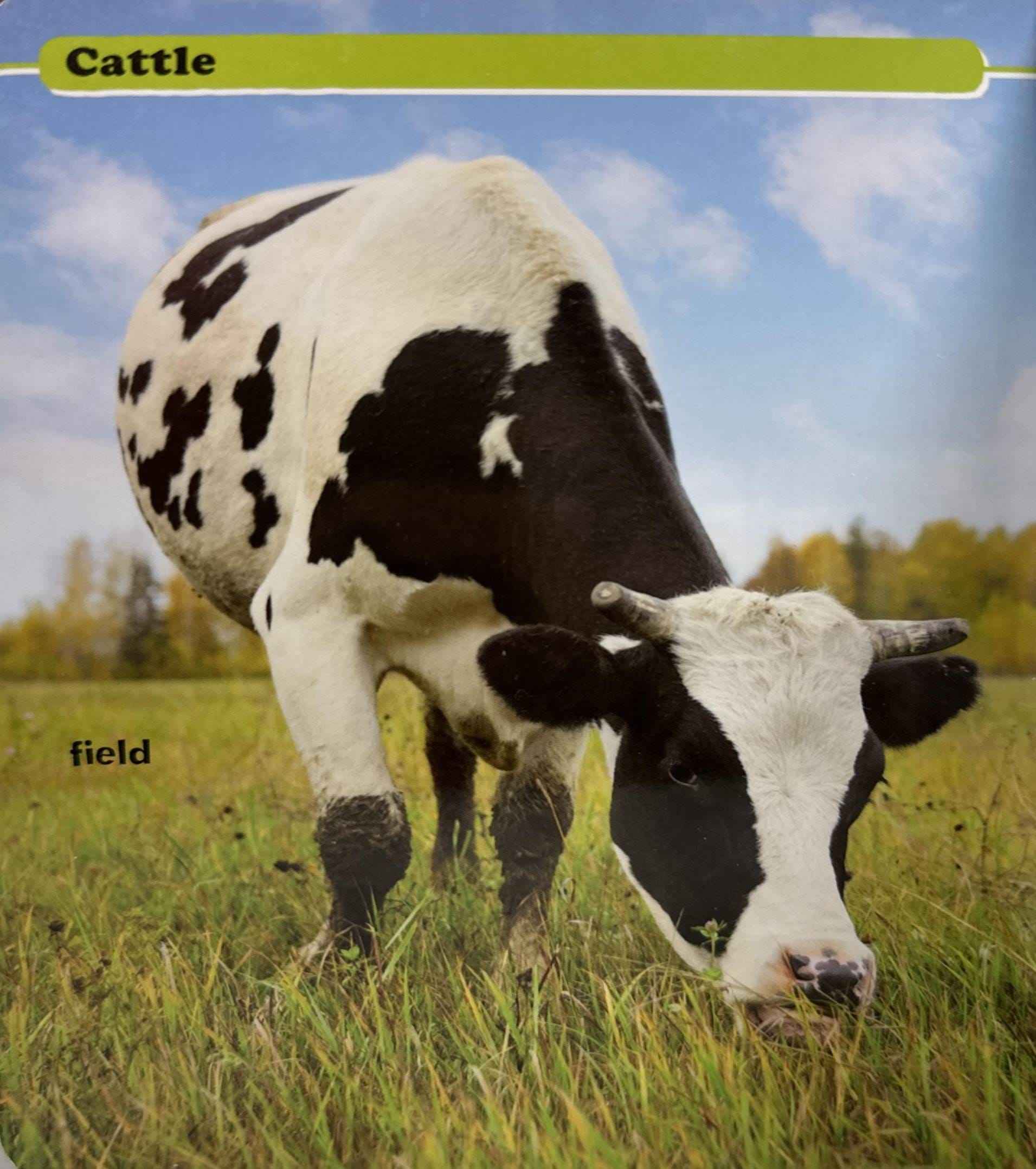Let's Have A Look: What's That? At The Farm (Board Book)