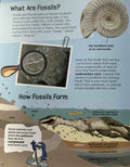 Hands-on Geology: Get Hands-on With Fossils!
