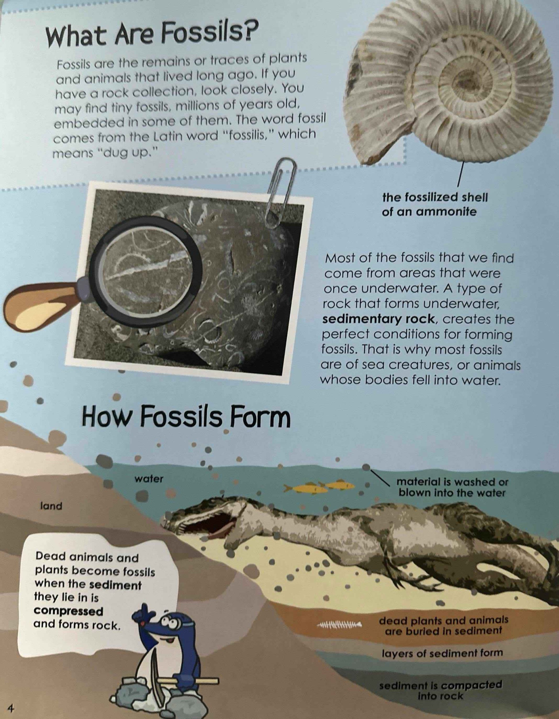 Hands-on Geology: Get Hands-on With Fossils!