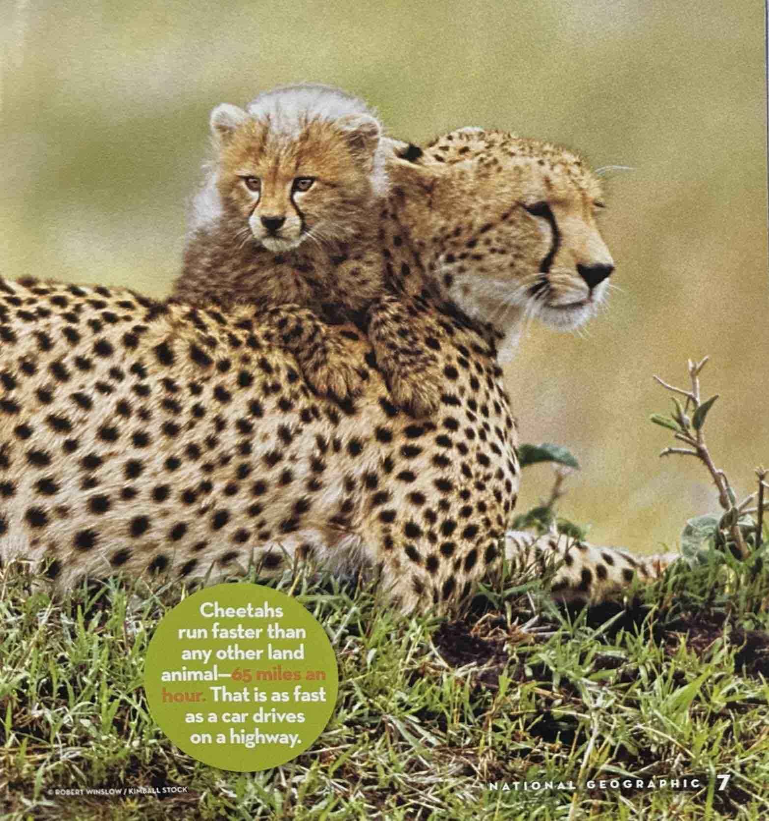 National Geographic Little Kids: Cheetahs Grow Up