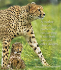 National Geographic Little Kids: Cheetahs Grow Up