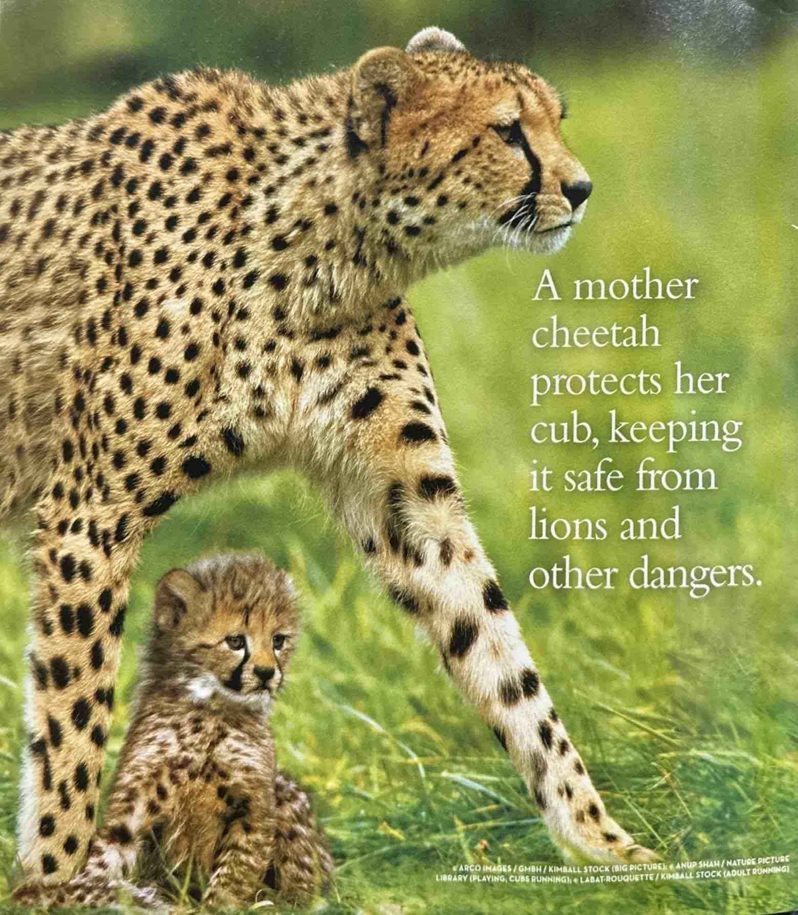 National Geographic Little Kids: Cheetahs Grow Up