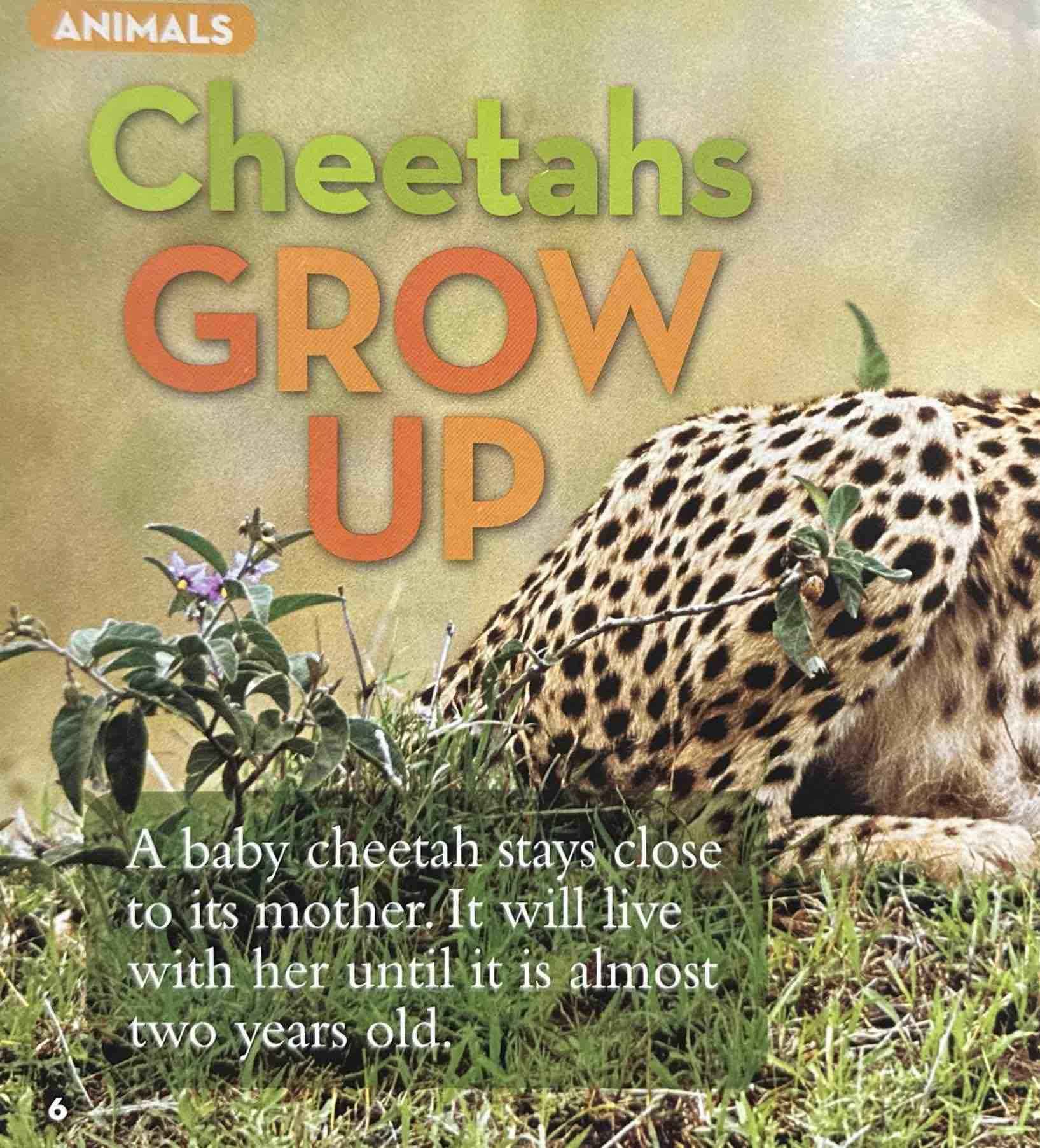 National Geographic Little Kids: Cheetahs Grow Up