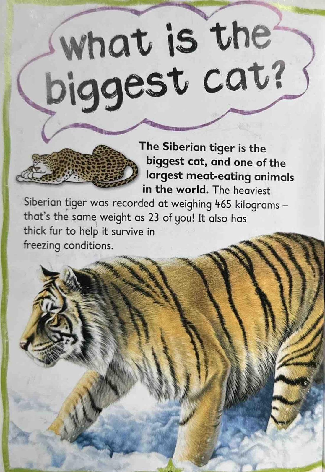 Big Cats (Questions and Answers)