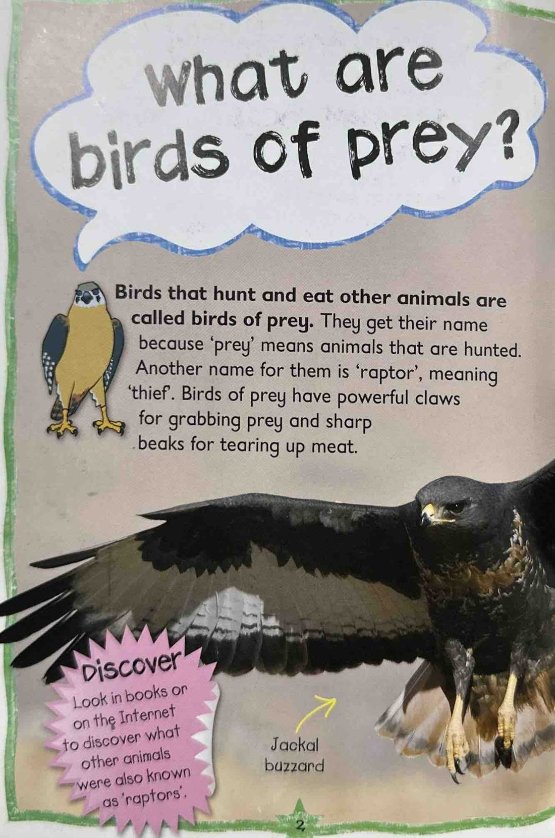 Birds of Prey (Questions and Answers)