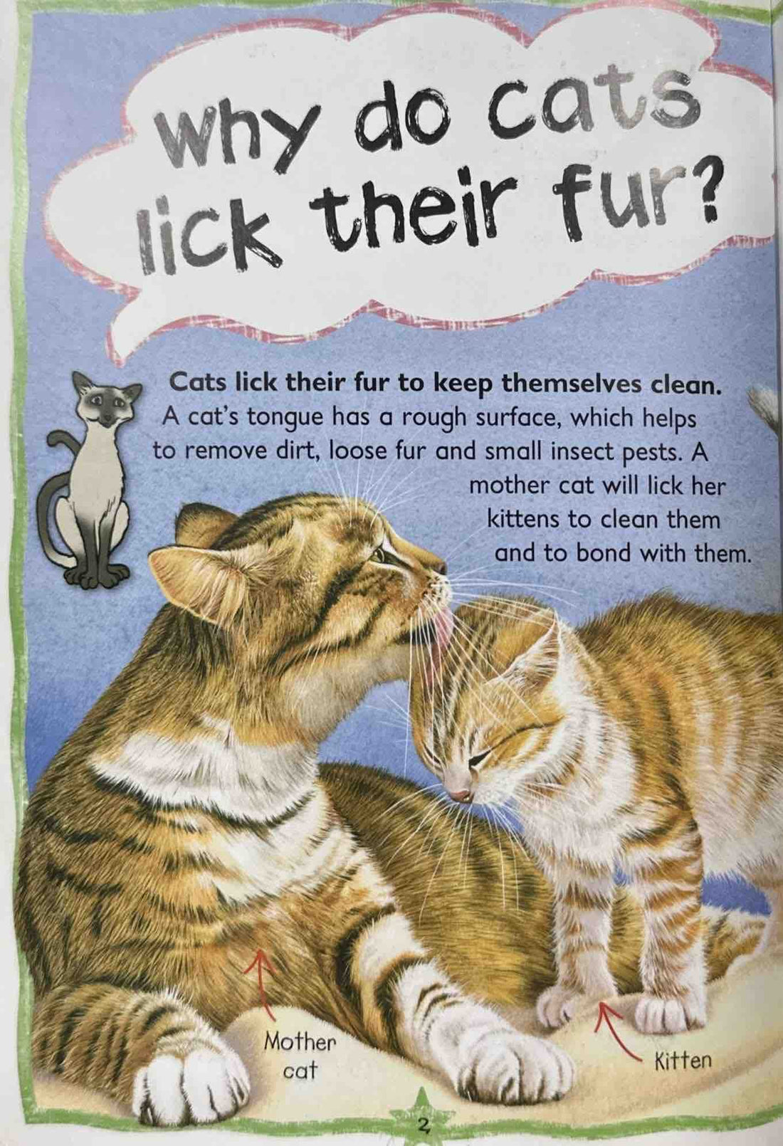Cats and Kittens (Questions and Answers)