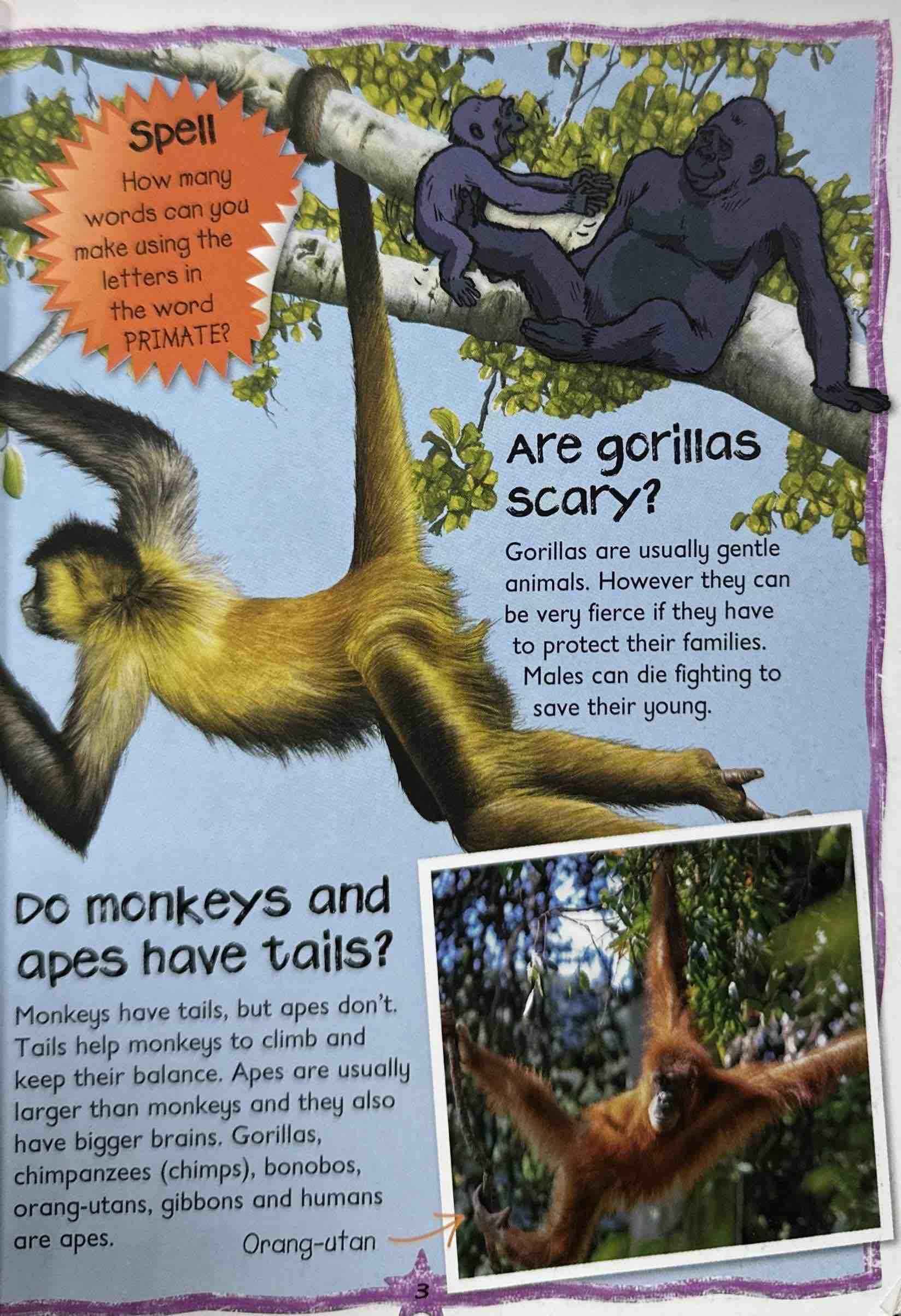 Monkeys and Apes (Questions and Answers)