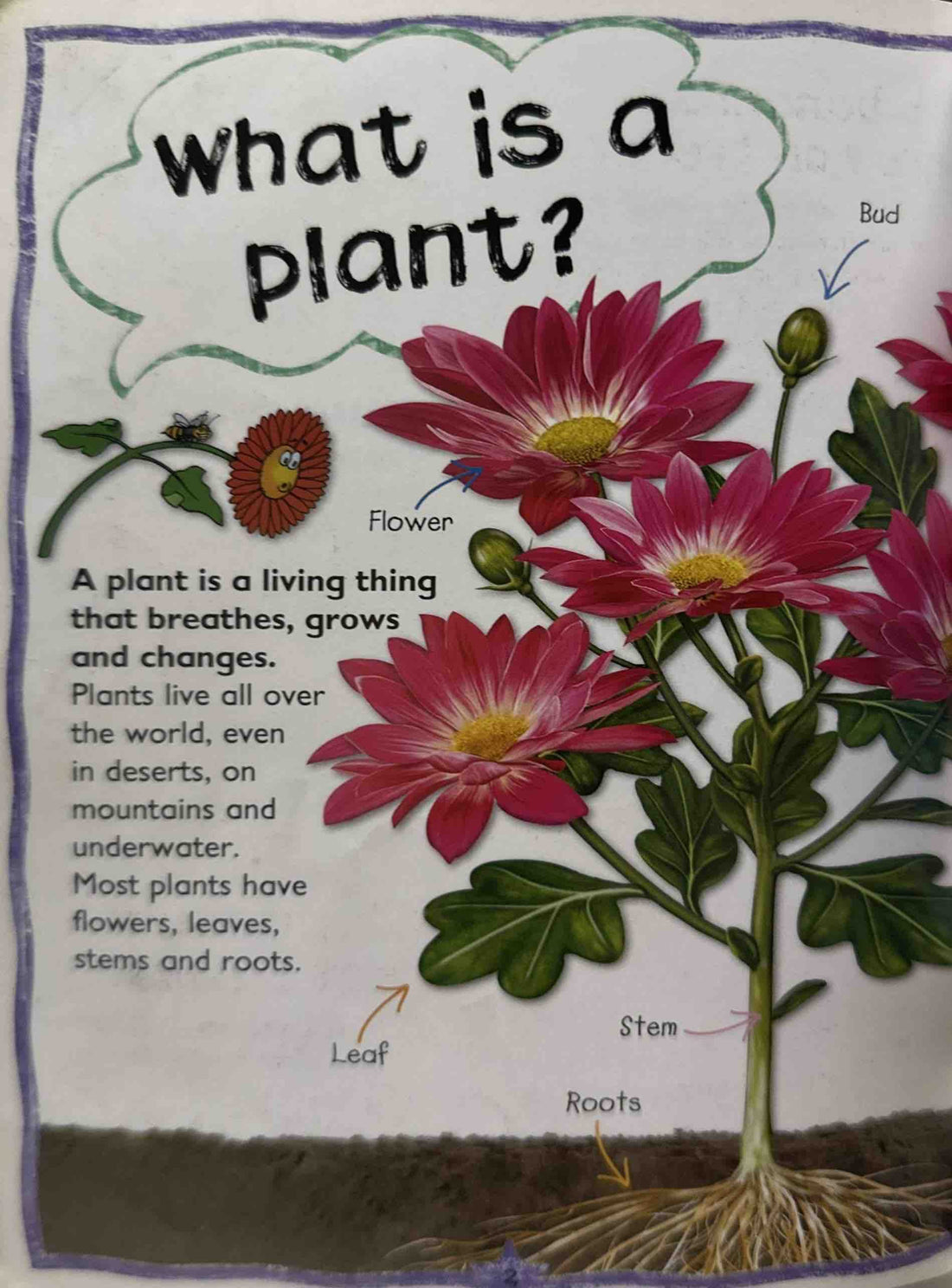 Plants (Questions and Answers)