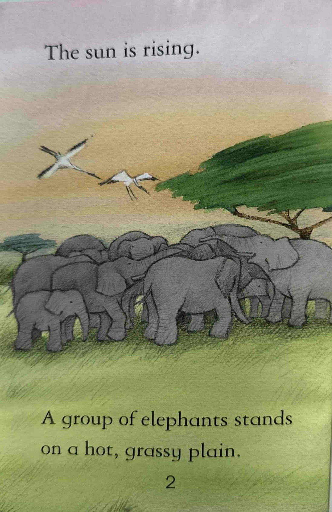 Usborne First Reading Level Four: Elephants (Usborne First Reading Level Four)