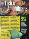 Young Discoverer Series : Animals
