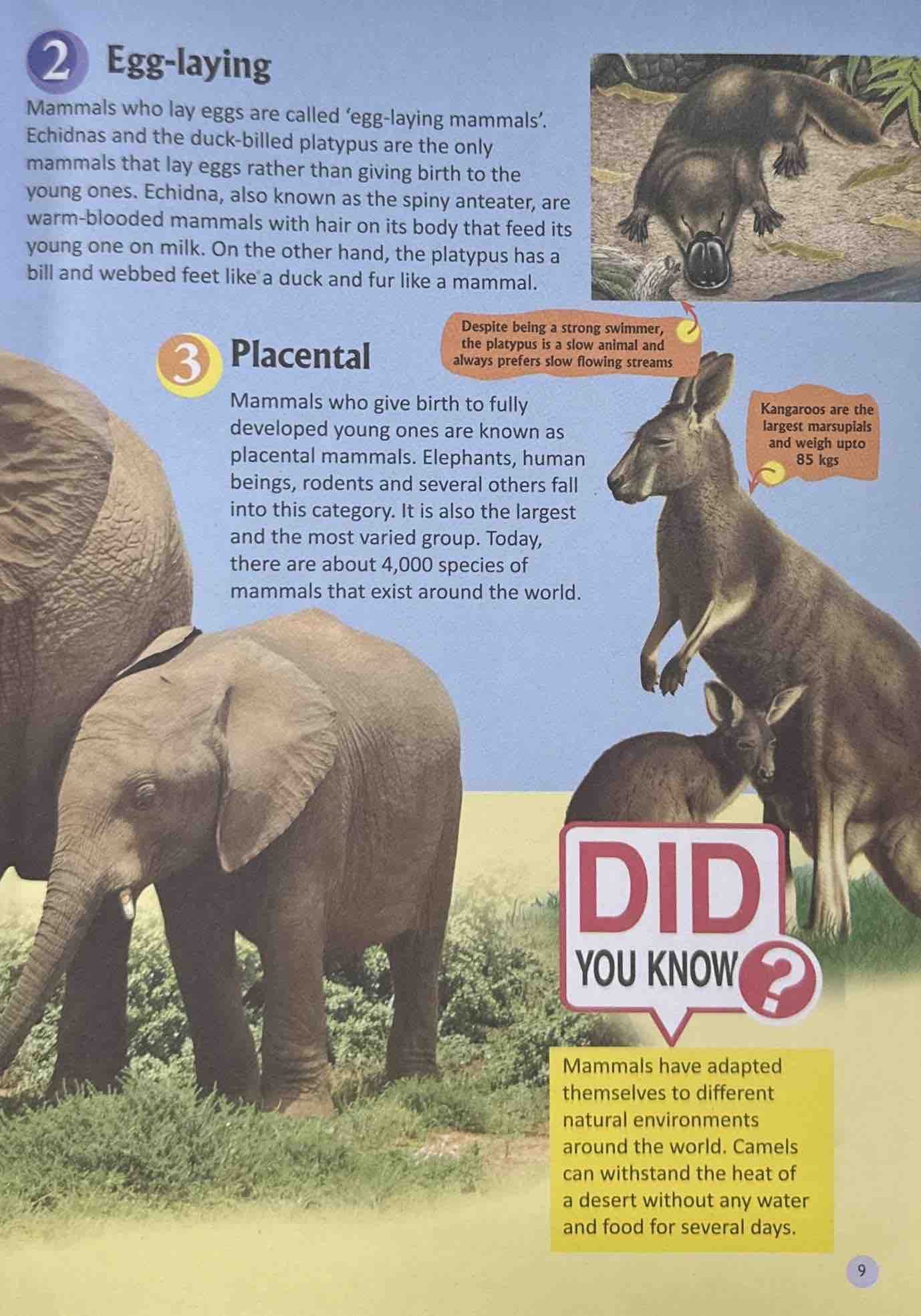 Ultimate Animal Encyclopedia