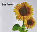 Kids Board-Book: Kids Board-Book Flowers