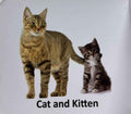 Kids Board-Book: Kids Board-Book Animals and Their Young Ones