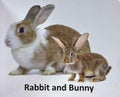 Kids Board-Book: Kids Board-Book Animals and Their Young Ones