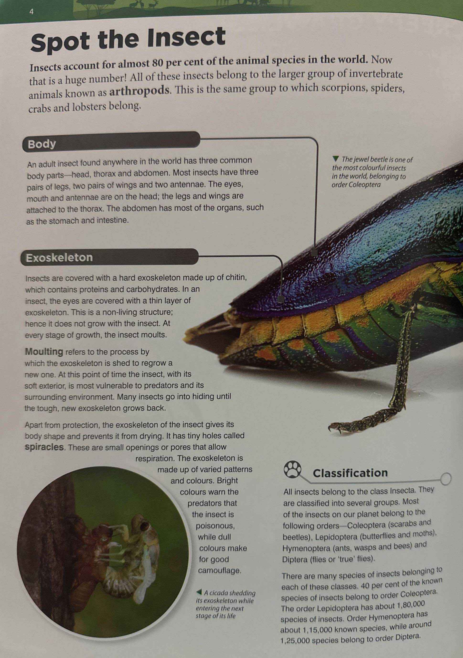 Insects (Knowledge Encyclopedia for Children)