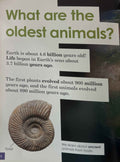 Do You Know? Level 3: Dinosaurs and Ancient Animals