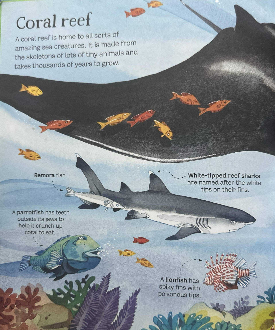 The Usborne Big Book of Sea Creatures