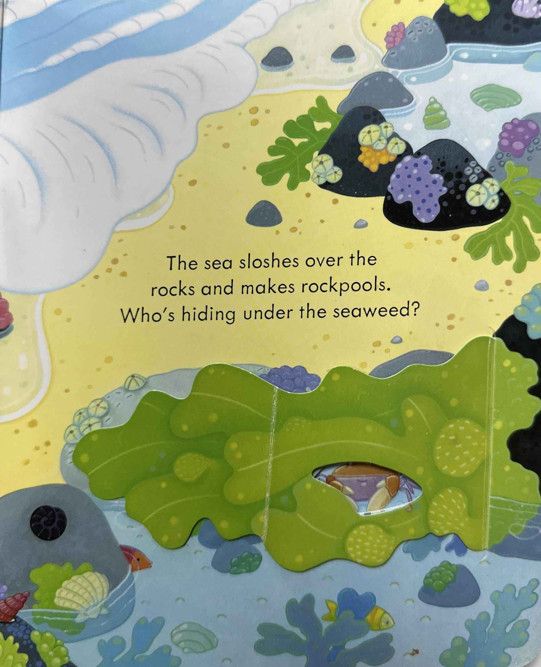 Usborne Peep Inside the Seashore
