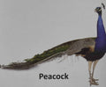 Kids Board-Book: Kids Board-Book Birds