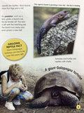 Amazing Life Cycles: Reptiles and Amphibians