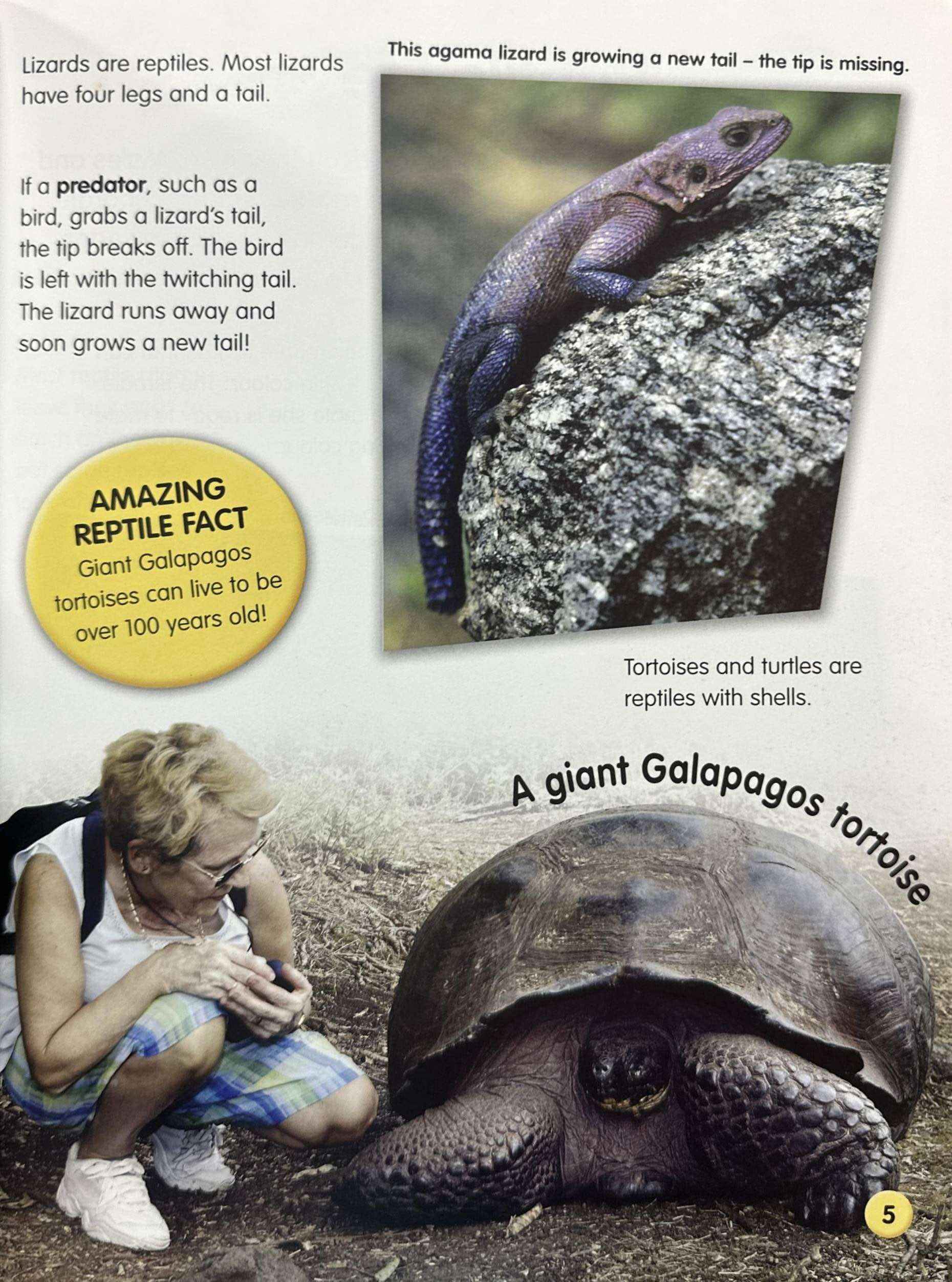 Amazing Life Cycles: Reptiles and Amphibians