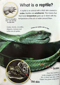 Amazing Life Cycles: Reptiles and Amphibians