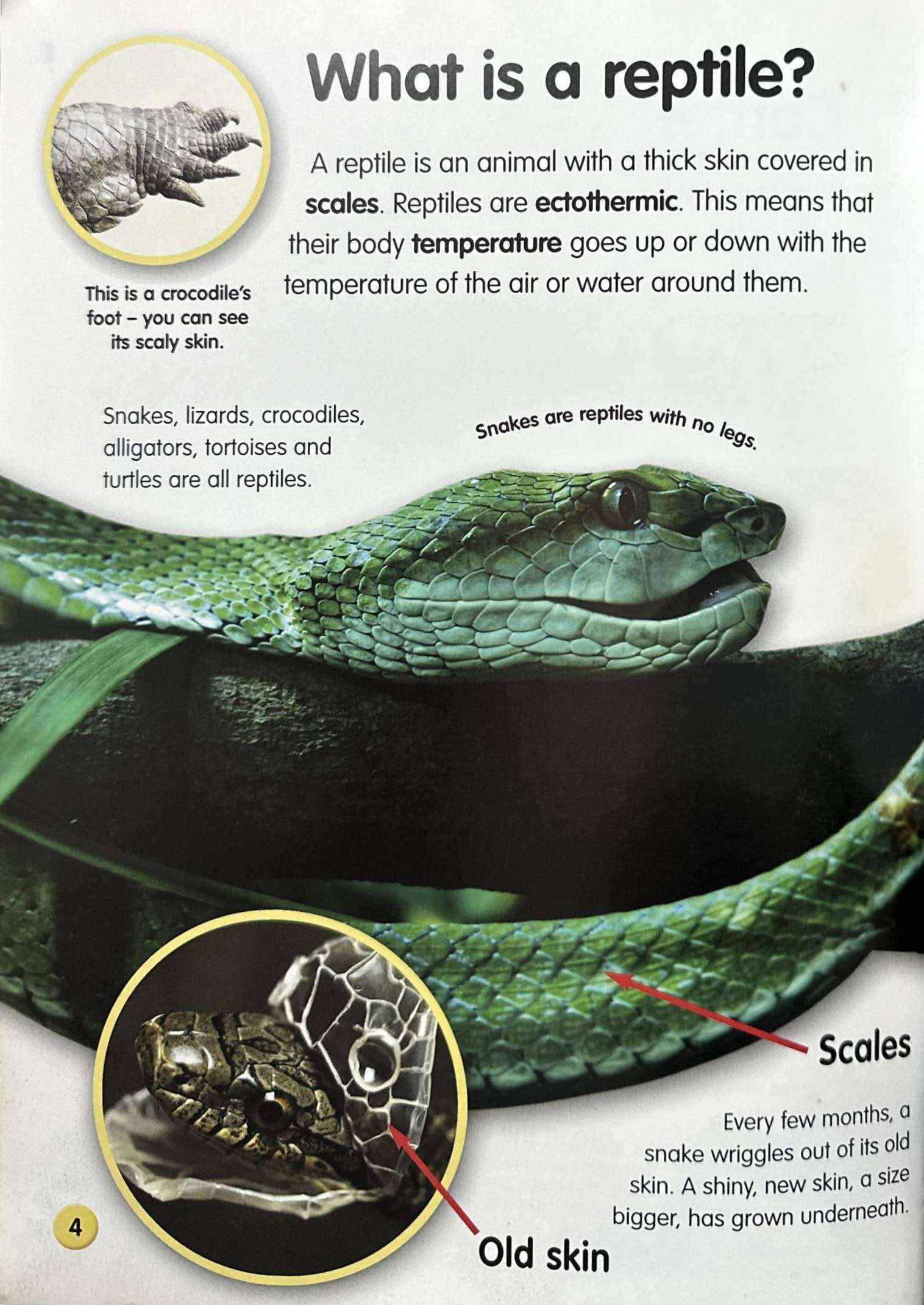 Amazing Life Cycles: Reptiles and Amphibians