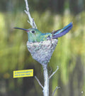 Learn About Animal Homes: Nests