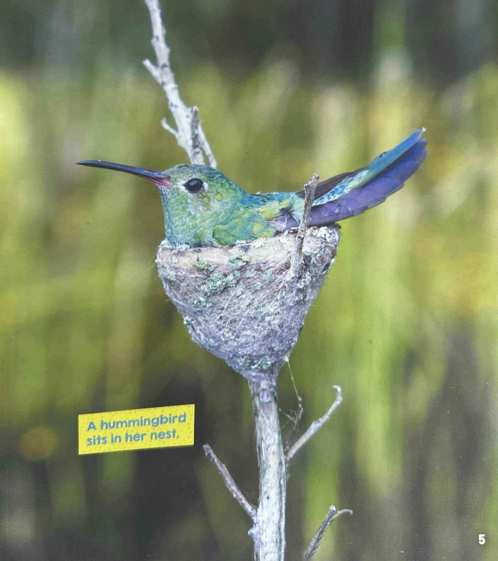 Learn About Animal Homes: Nests