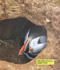 Learn About Animal Homes: Burrows