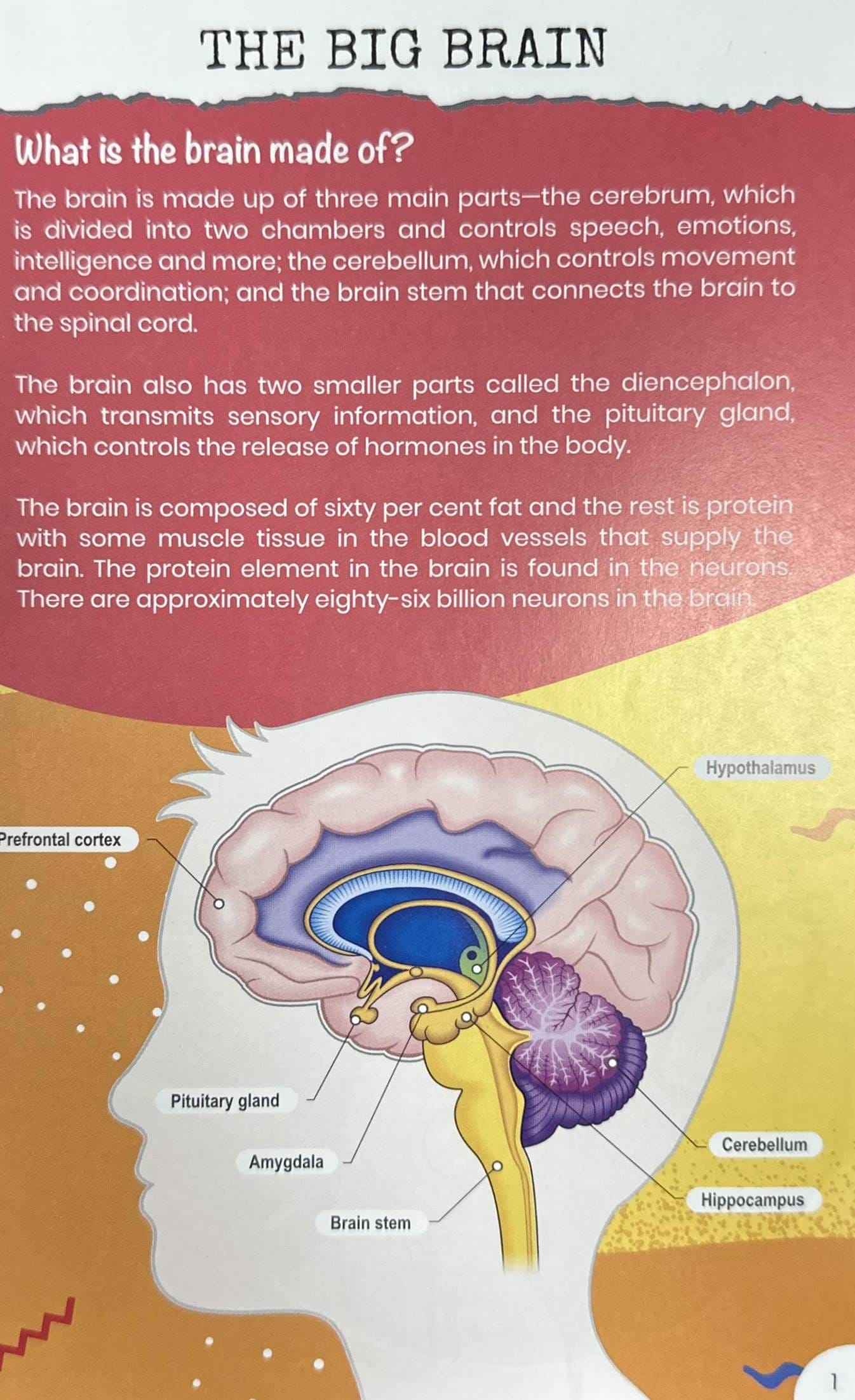 100 Questions: The Human Body