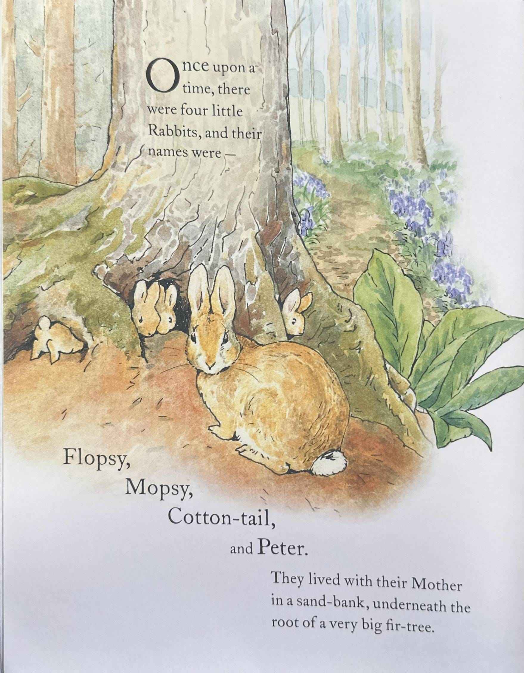 The World of Peter Rabbit: The Tale of Peter Rabbit (Paperback)